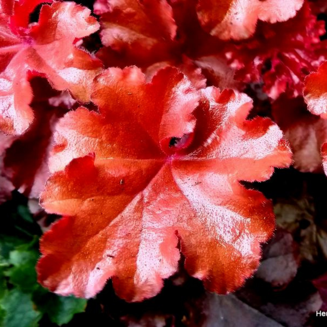 Heuchera Boysenberry - Frankton's