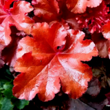 Heuchera Boysenberry - Frankton's