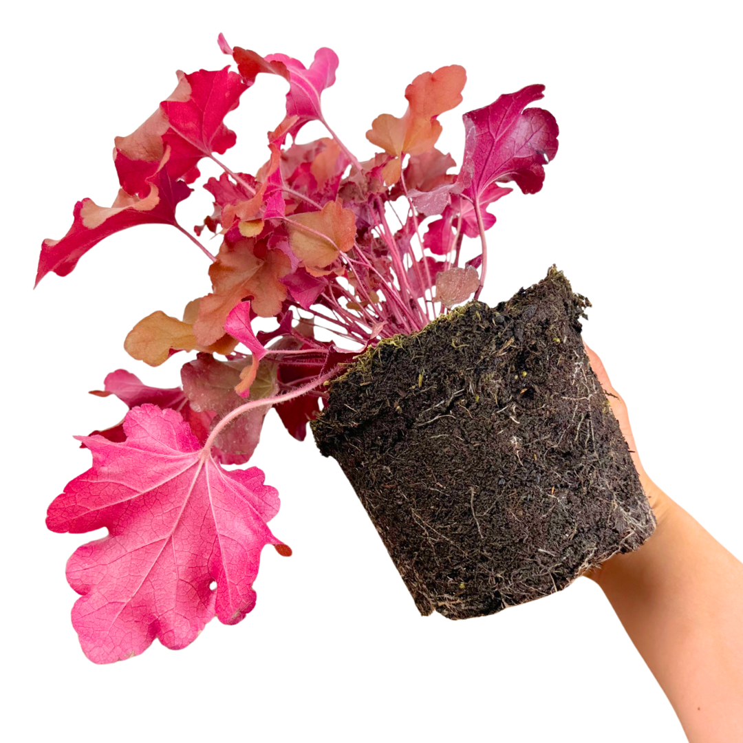 Heuchera Boysenberry - Frankton's