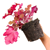 Heuchera Boysenberry - Frankton's