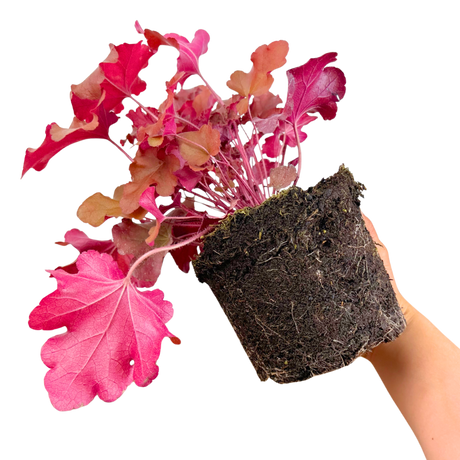 Heuchera Boysenberry - Frankton's