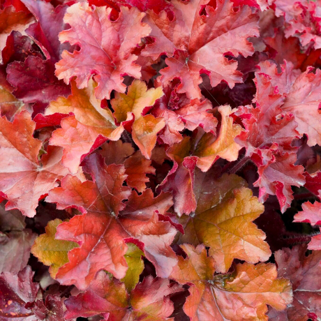Heuchera Boysenberry - Frankton's