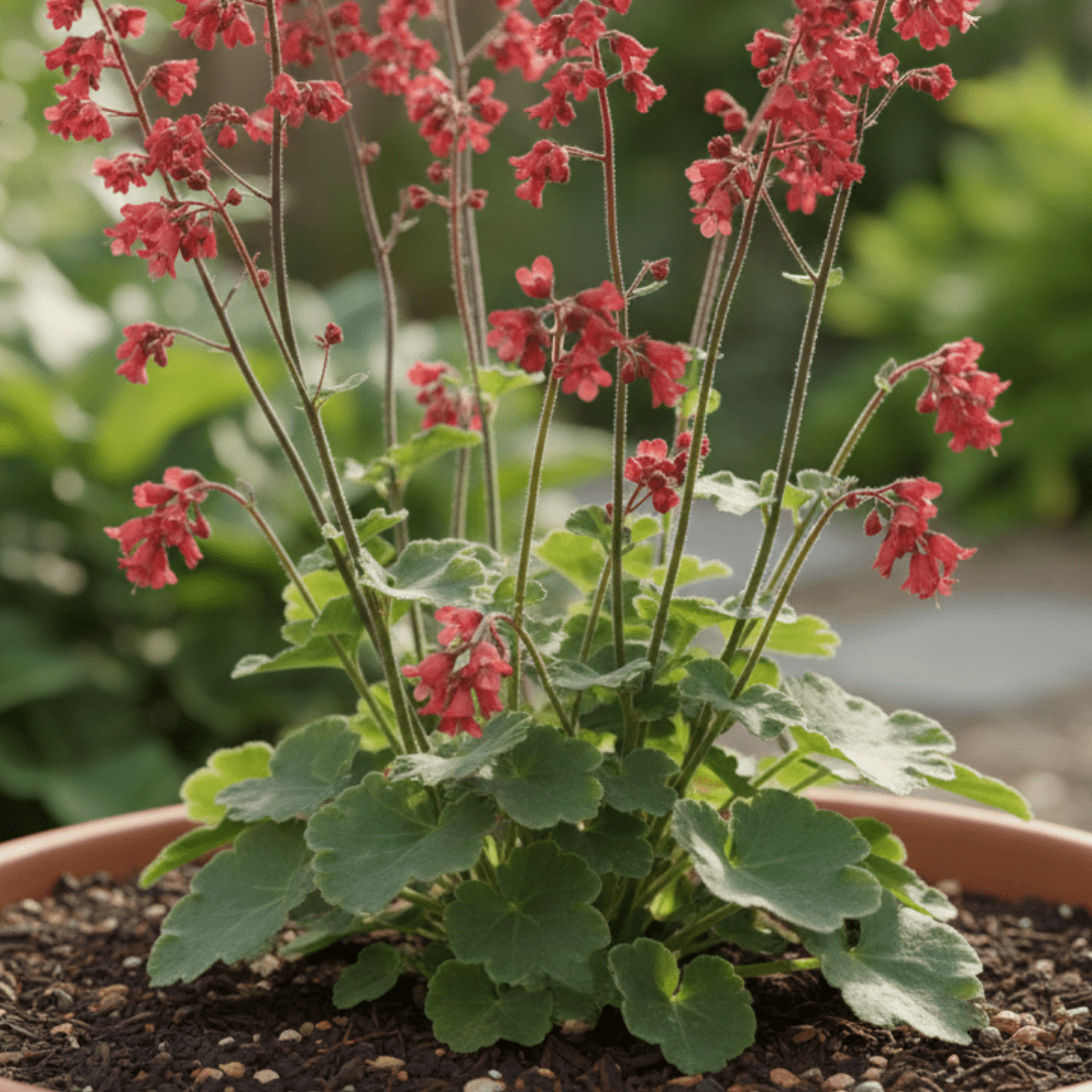 Heuchera Coral Forest - Frankton's