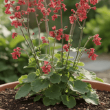 Heuchera Coral Forest - Frankton's
