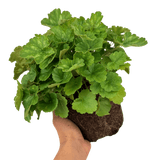 Heuchera Coral Forest - Frankton's