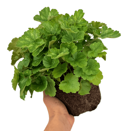 Heuchera Coral Forest - Frankton's