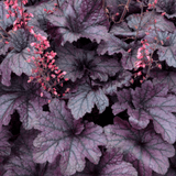 Heuchera Grape Timless - Frankton's