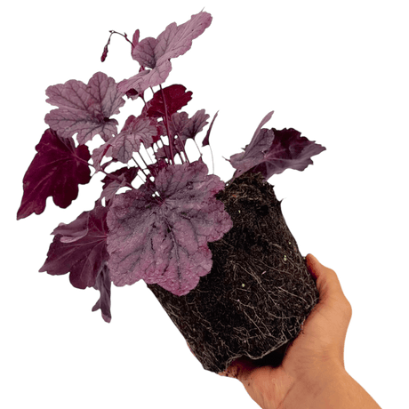 Heuchera Grape Timless - Frankton's