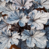 Heuchera Huckleberry - Frankton's