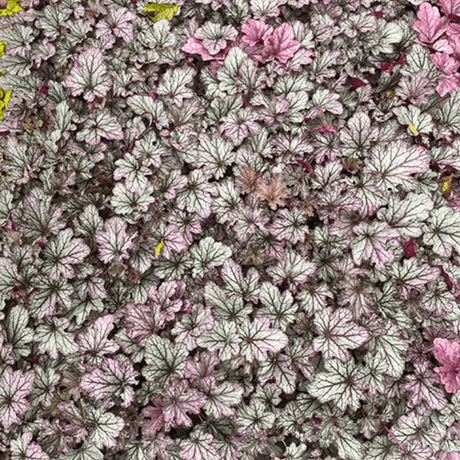 Heuchera Huckleberry - Frankton's