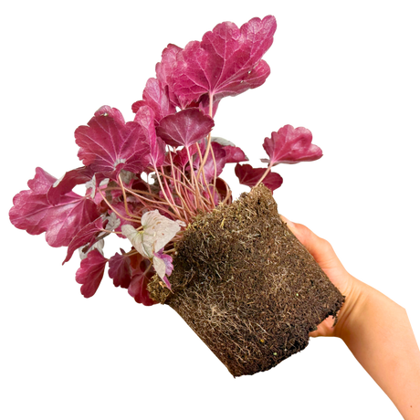 Heuchera Huckleberry - Frankton's