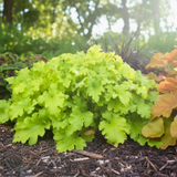 Heuchera Lime Marmalade - Frankton's
