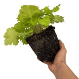 Heuchera Lime Marmalade - Frankton's