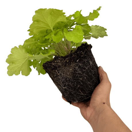 Heuchera Lime Marmalade - Frankton's