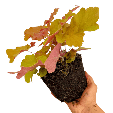 Heuchera Marmalade - Frankton's