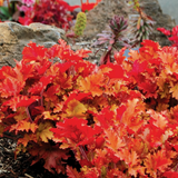Heuchera Marmalade - Frankton's