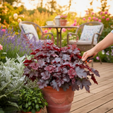 Heuchera Obsidian - Frankton's