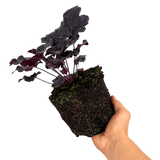 Heuchera Obsidian - Frankton's