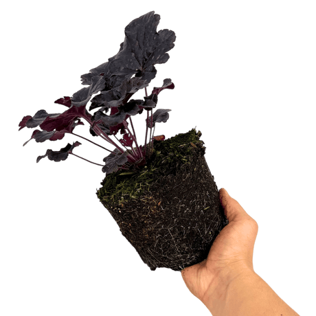 Heuchera Obsidian - Frankton's
