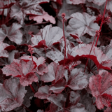 Heuchera Obsidian - Frankton's
