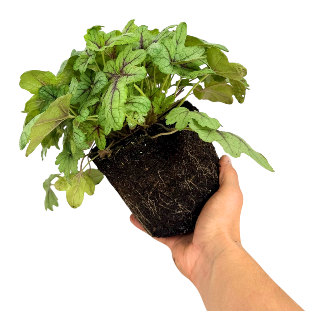 Heuchera Tapestry - Frankton's