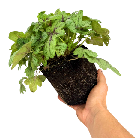 Heuchera Tapestry - Frankton's
