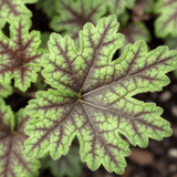 Heuchera Tapestry - Frankton's