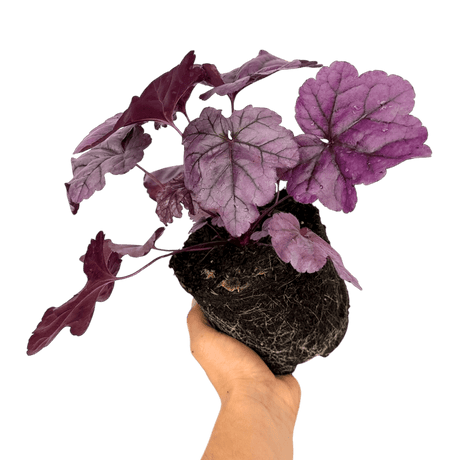 Heuchera Wildberry - Frankton's