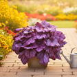 Heuchera Wildberry - Frankton's