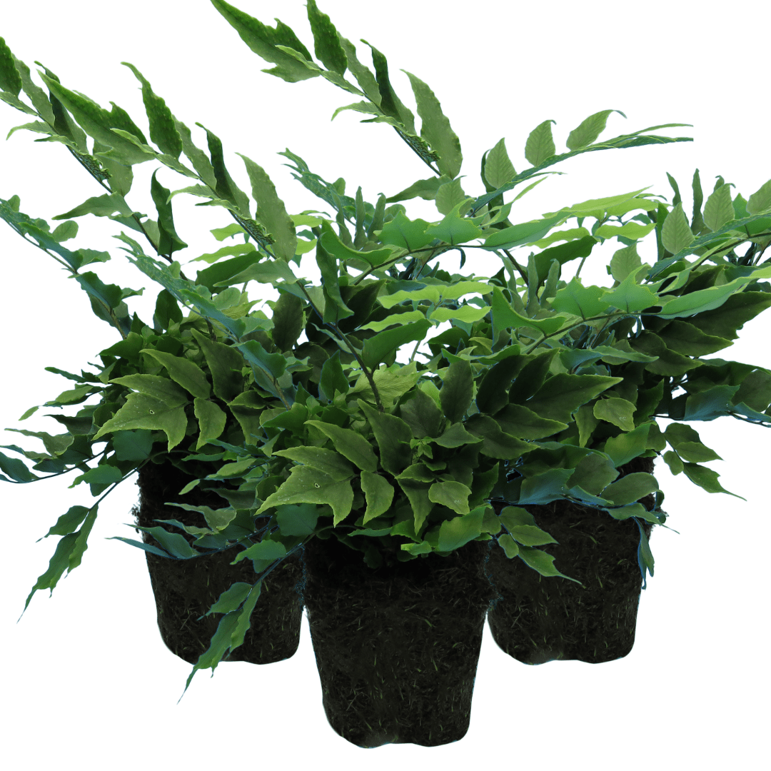 Holly Fern - Frankton's