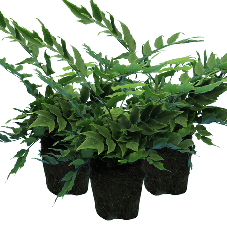 Holly Fern - Frankton's
