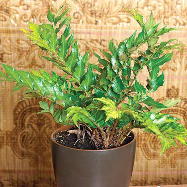 Holly Fern - Frankton's