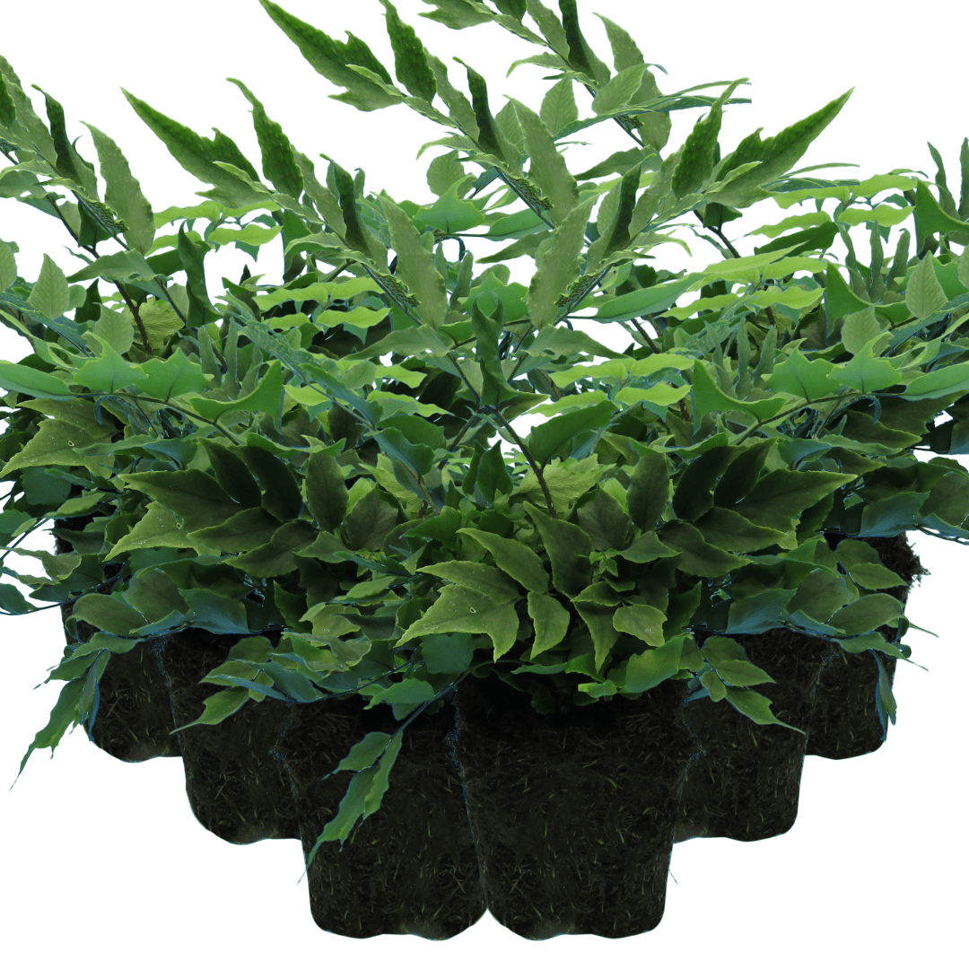 Holly Fern - Frankton's