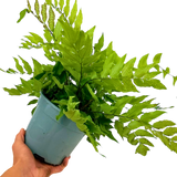 Holly Fern Cyrtomium Fortunei - Frankton's