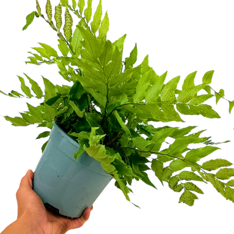 Holly Fern Cyrtomium Fortunei - Frankton's