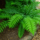 Holly Fern Cyrtomium Fortunei - Frankton's