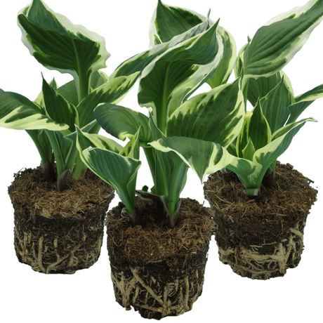 Hosta Francee - Frankton's