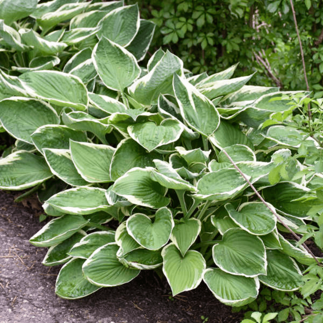 Hosta Francee - Frankton's