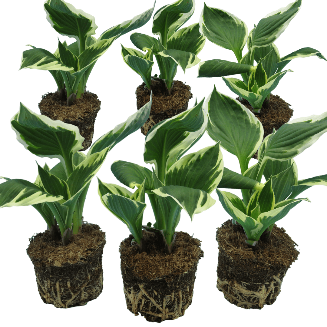 Hosta Francee - Frankton's