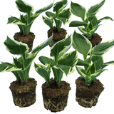 Hosta Francee - Frankton's