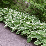 Hosta Francee - Frankton's