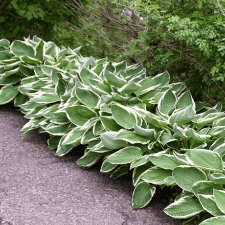 Hosta Francee - Frankton's