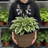 Hosta Tears from Heaven, 3 Litre Pots, Garden Ready - Frankton's