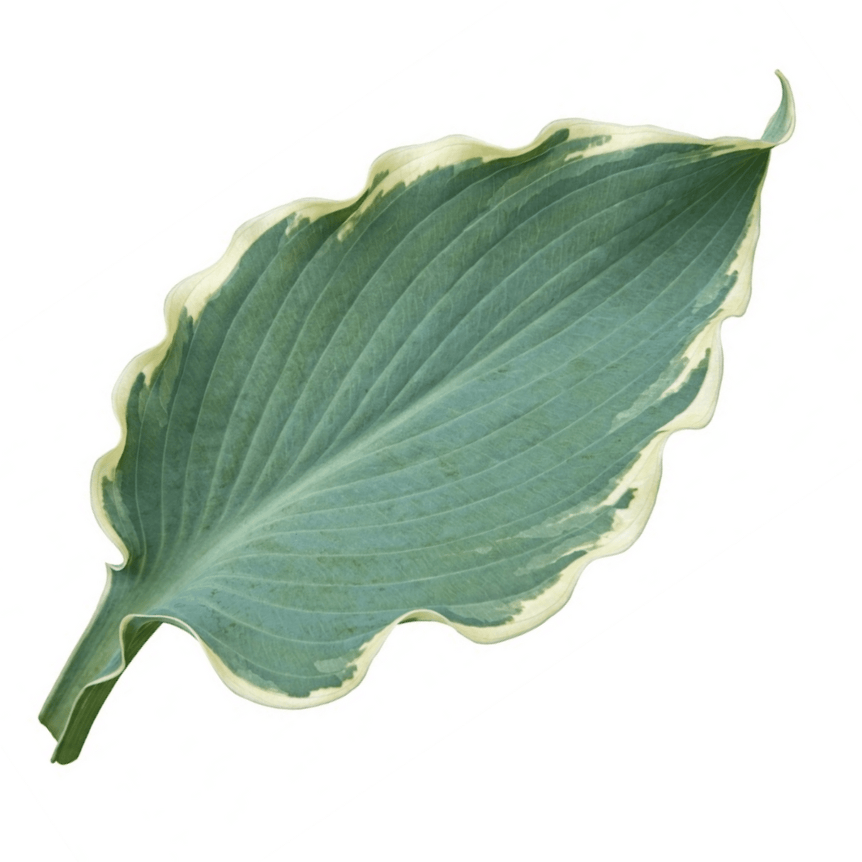 Hosta Tears from Heaven, 3 Litre Pots, Garden Ready - Frankton's