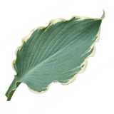 Hosta Tears from Heaven, 3 Litre Pots, Garden Ready - Frankton's