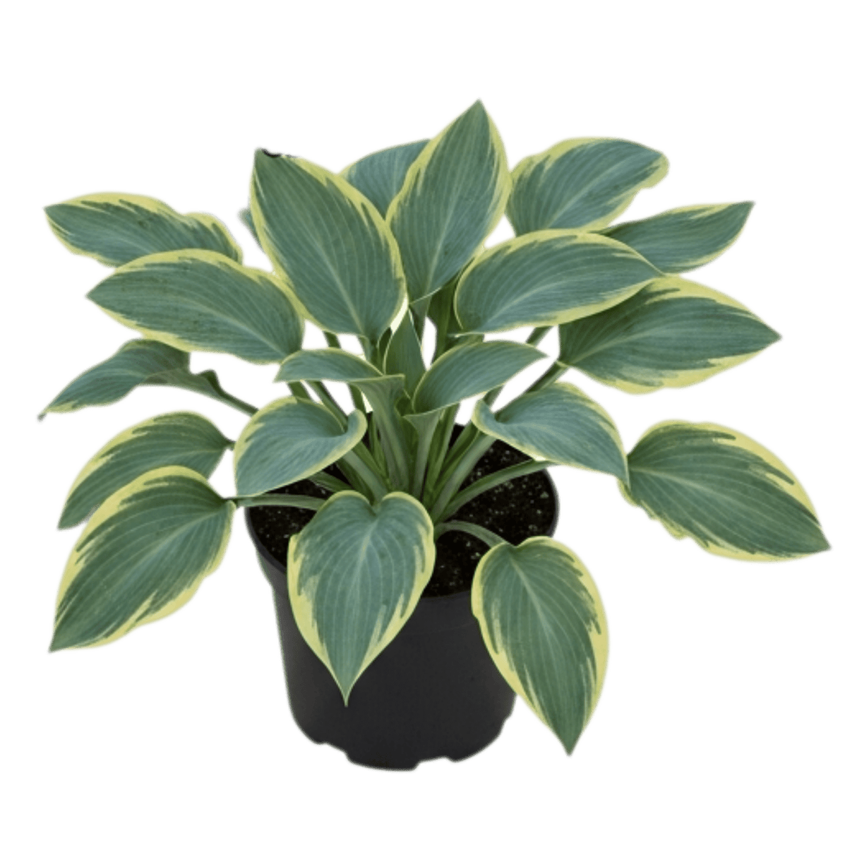 Hosta Tears from Heaven, 3 Litre Pots, Garden Ready - Frankton's