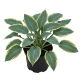 Hosta Tears from Heaven, 3 Litre Pots, Garden Ready - Frankton's