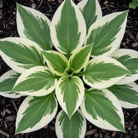 Hosta Tears from Heaven, 3 Litre Pots, Garden Ready - Frankton's