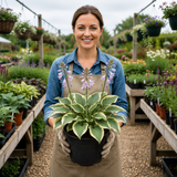 Hosta Tears from Heaven, 3 Litre Pots, Garden Ready - Frankton's