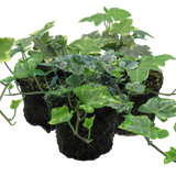 Ivy Growers Selection - Frankton's